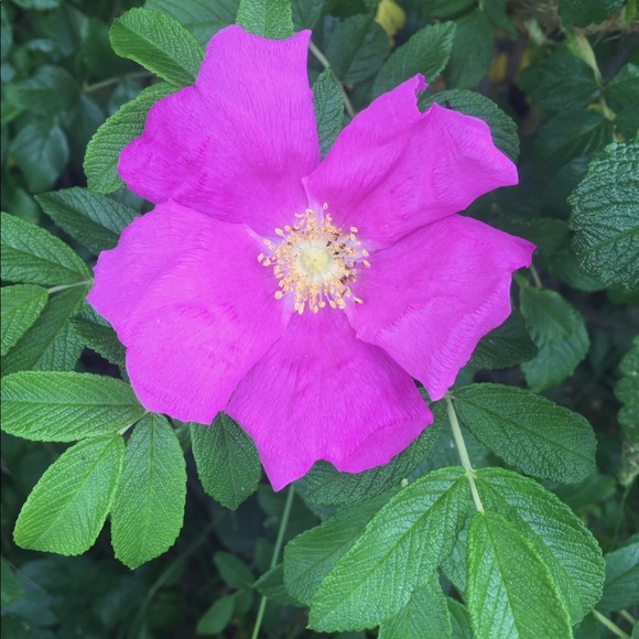 Meet your Posher, Susan - Picture 3 of 4